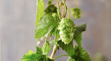4 Vegan Beers To Try This Month